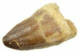 Fossil Mosasaur (Thalassotitan) Tooth - Morocco #364064-1